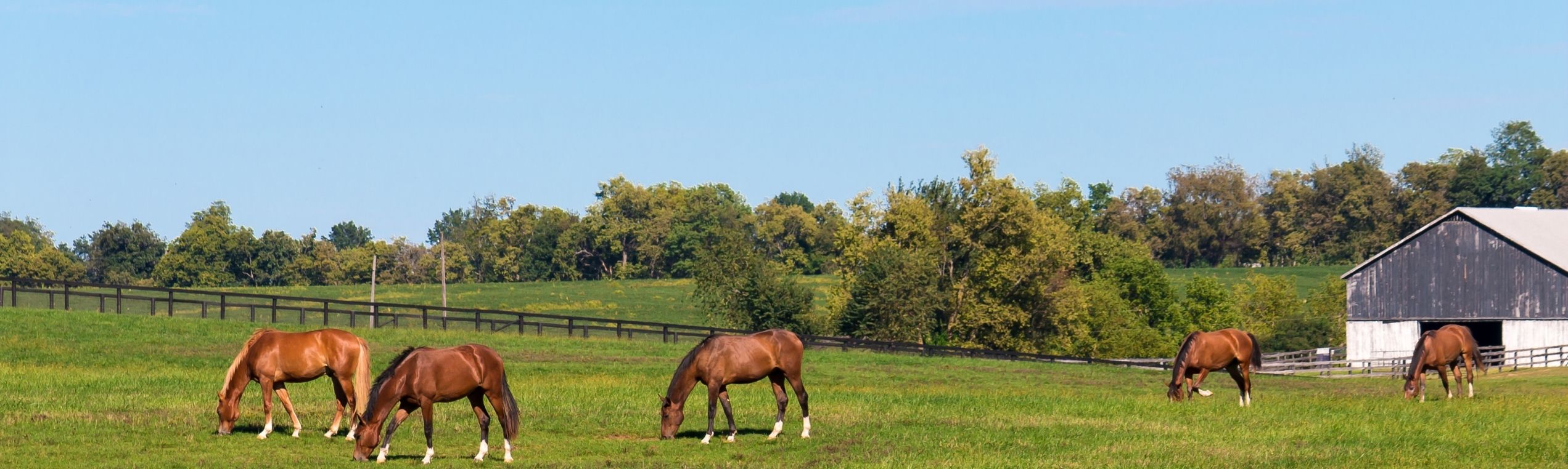 Online websites for pet, feed, and farm stores.